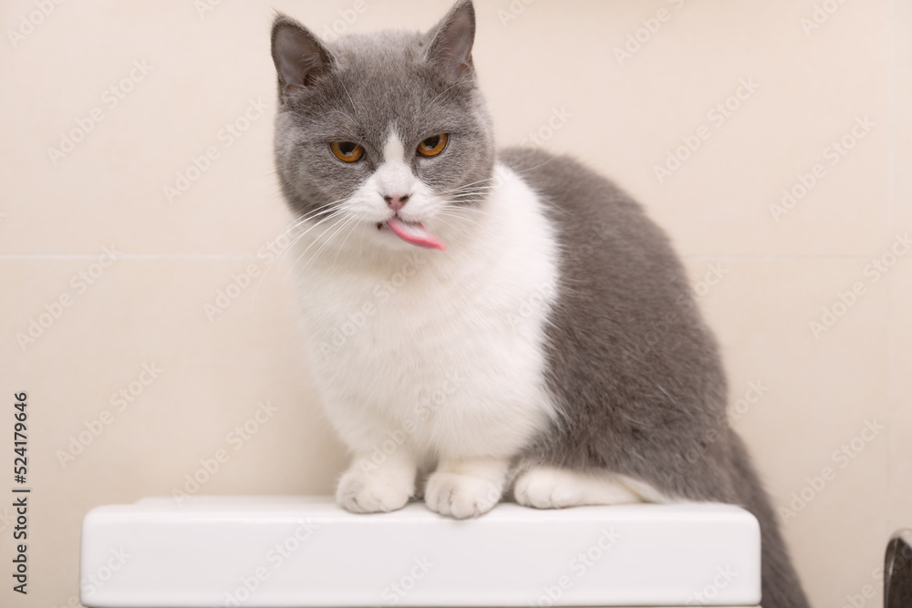 a cute british shorthair cat sitting on top of a water tank of a commode a cute british shorthair cat sitting on top of a water tank of a commode