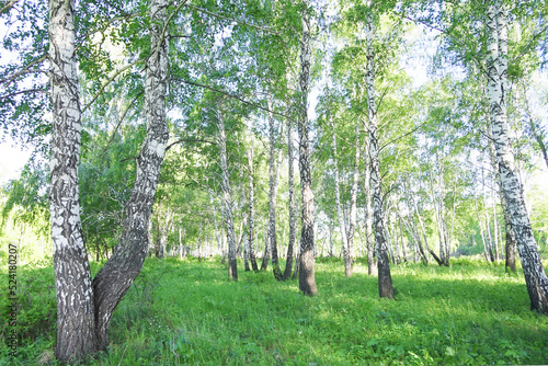 Birch forest