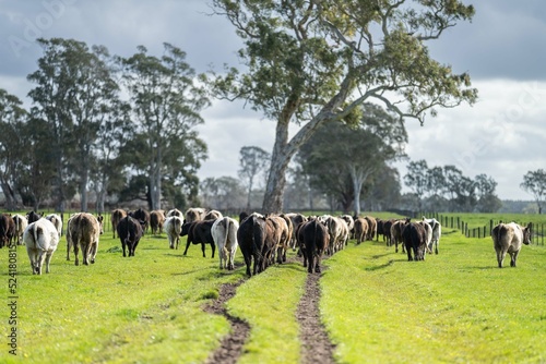 Herd of cows in a field. cattle walking through a paddock.