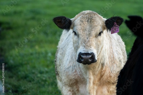 Fototapeta Naklejka Na Ścianę i Meble -   herding cattle livestock on a ranch in texas america