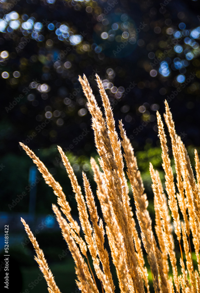 golden wheat field golden wheat field