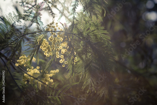 the flowers and leaves of acacia silver in the backlight