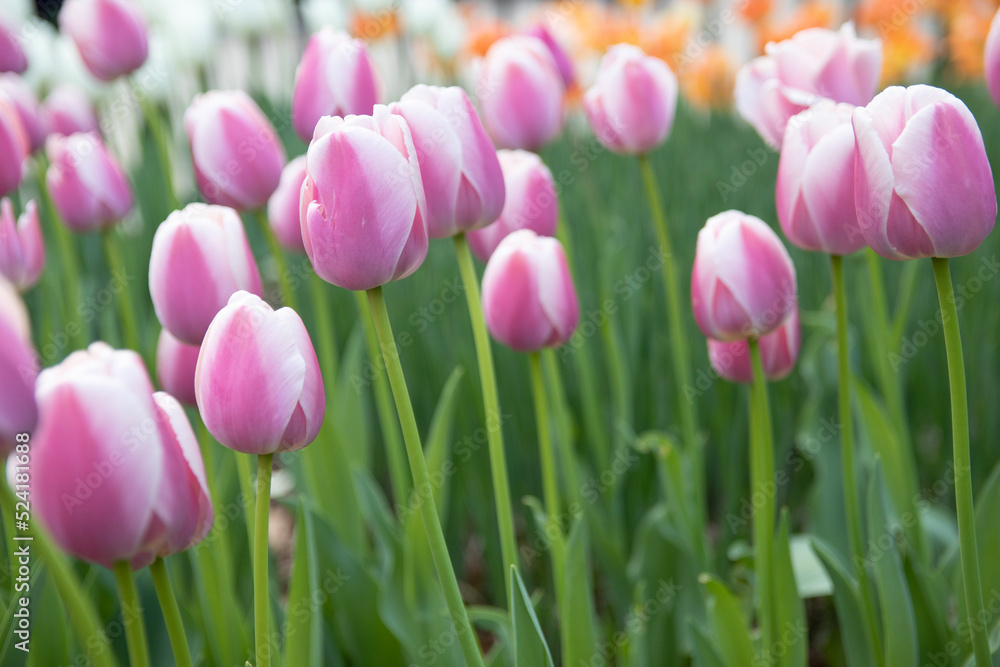 Fototapeta premium pink tulips in the garden