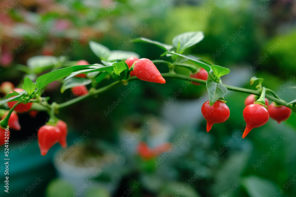 Obraz premium Close up Red biquinho peppers (capsicum chinense) hang from branches with green background, tear drop shaped pods.