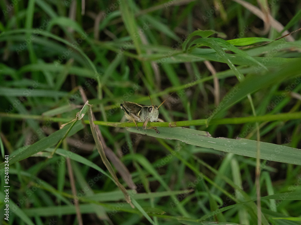 grasshopper on grass