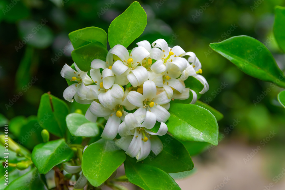 White flower of Andaman satinwood, Chanese box tree, Cosmetic bark tree, Orange jasmine, Orange jessamine, Satin wood (Murraya paniculata Jack) in the flower garden White flower of Andaman satinwood, Chanese box tree, Cosmetic bark tree, Orange jasmine, Orange jessamine, Satin wood (Murraya paniculata Jack) in the flower garden