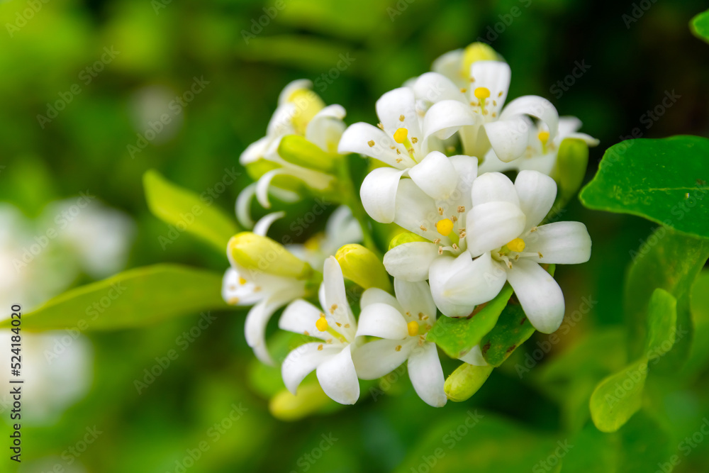 White flower of Andaman satinwood, Chanese box tree, Cosmetic bark tree, Orange jasmine, Orange jessamine, Satin wood (Murraya paniculata Jack) in the flower garden