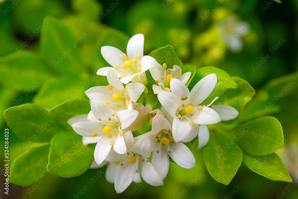 White flower of Andaman satinwood, Chanese box tree, Cosmetic bark tree, Orange jasmine, Orange jessamine, Satin wood (Murraya paniculata Jack) in the flower garden White flower of Andaman satinwood, Chanese box tree, Cosmetic bark tree, Orange jasmine, Orange jessamine, Satin wood (Murraya paniculata Jack) in the flower garden