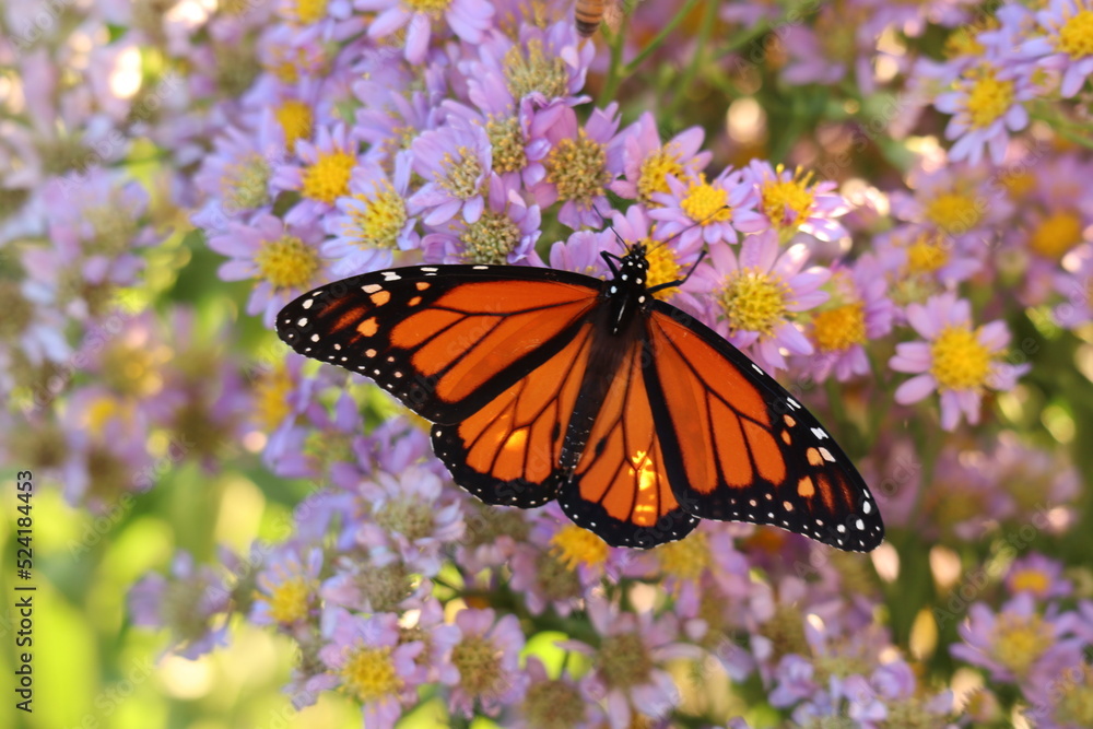 Fototapeta premium monarch butterfly on aster flowers