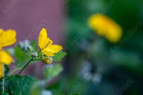 Chelidonium majus flower growing in meadow, close up shoot  © klemen