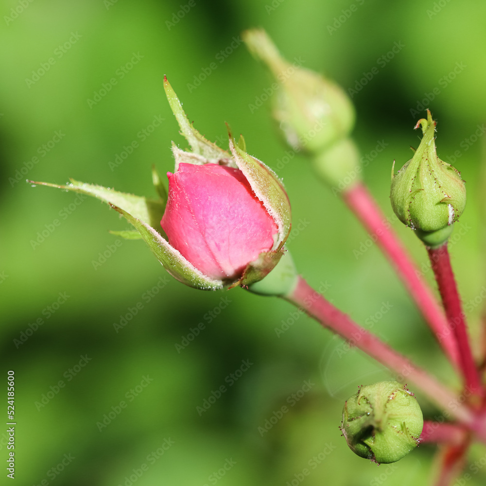 Pink rose Bonica with buds in the garden. Perfect for background of greeting cards Pink rose Bonica with buds in the garden. Perfect for background of greeting cards