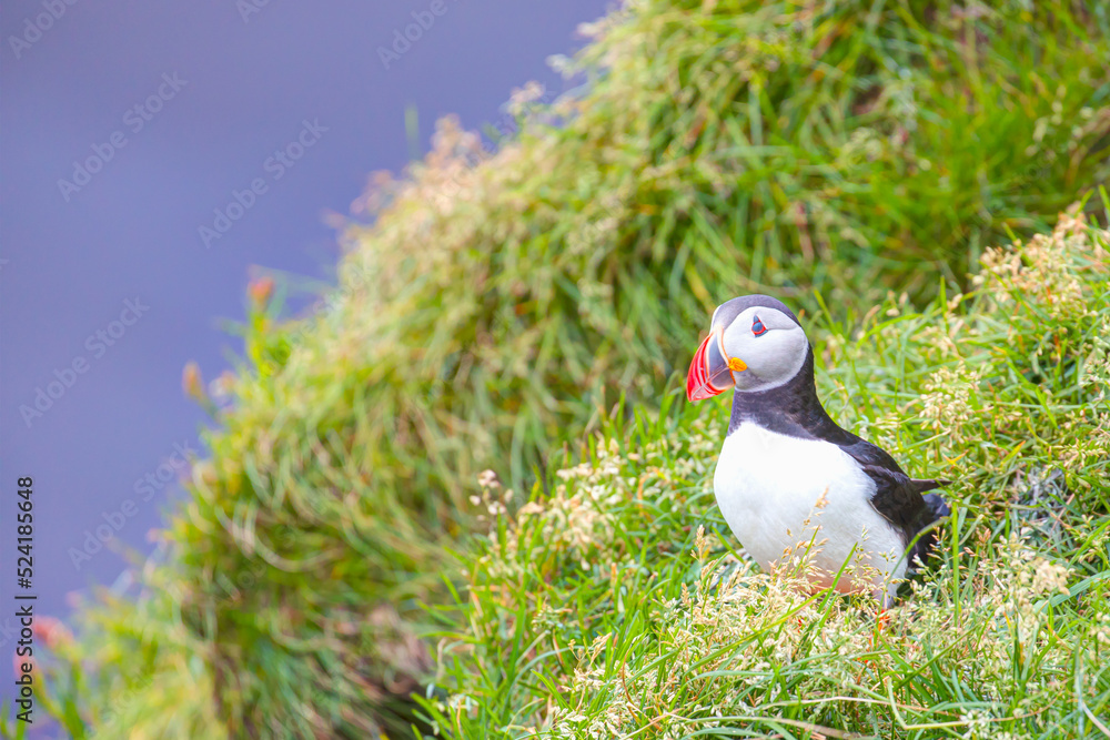 Fototapeta premium Atlantic puffins (Fratercula arctica) on a rock - Iceland