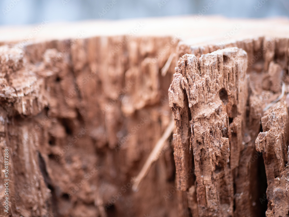 bark of a tree bark of a tree