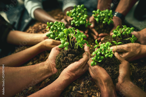 A diverse group of sustainable people holding plants in an eco friendly environment for nature conservation. Closeup of hands planting in fertile soil for sustainability and organic farming