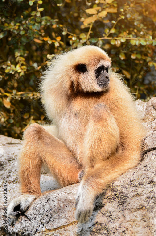 White handed Gibbon, Lar Gibbon. White handed Gibbon, Lar Gibbon.