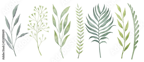Greenery watercolor hand drawn illustration. Botanical clipart elements collection isolated on white background.