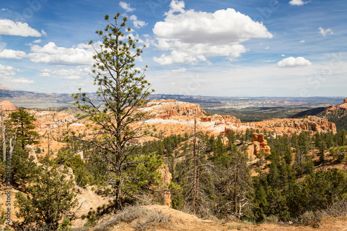 A tree overlooks Bryce Canyon National Park in Utah