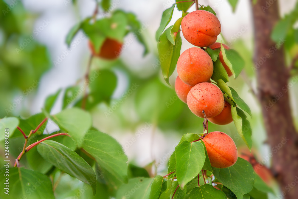 Ripe orange apricots on a branch