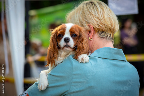 Cavalier King Charles spaniel ..Sitting on the shoulder of the hostess