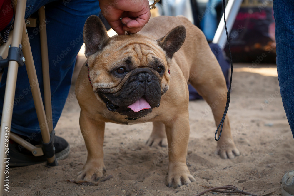 A French bulldog at a dog show. 