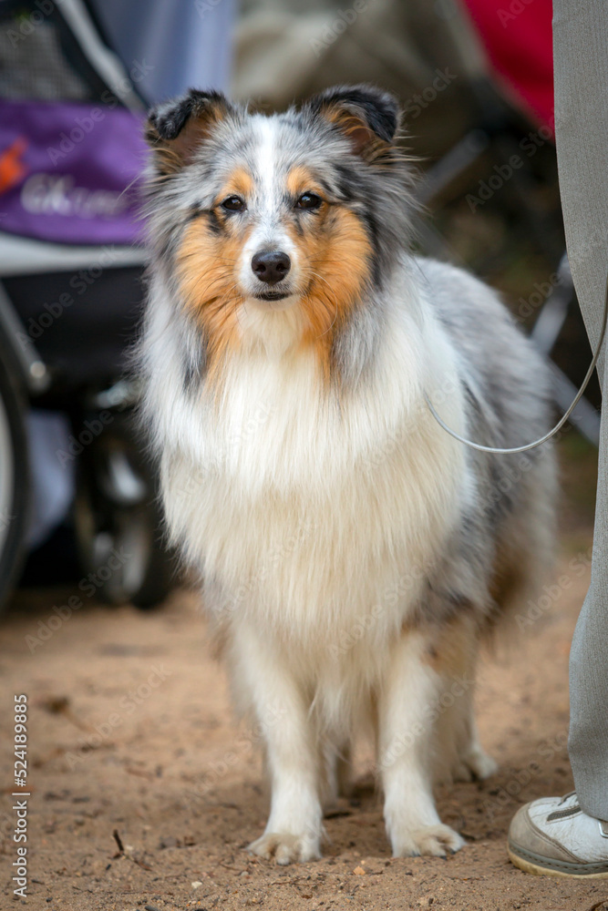 The Shetland Sheepdog, often known as the Sheltie, at the dog show. The Shetland Sheepdog, often known as the Sheltie, at the dog show.