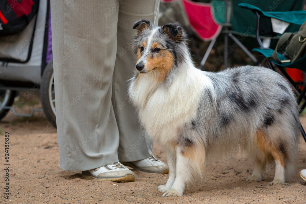 The Shetland Sheepdog, often known as the Sheltie, at the dog show. 
