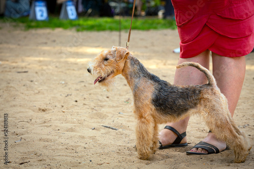 Obraz na plátně The Lakeland Terrier at the dog show