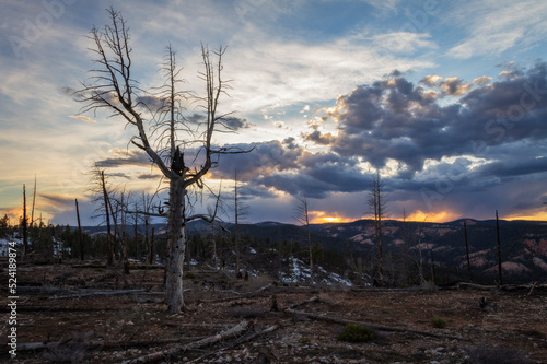 Dead trees at sunset in Bryce Canyon National Park, Utah