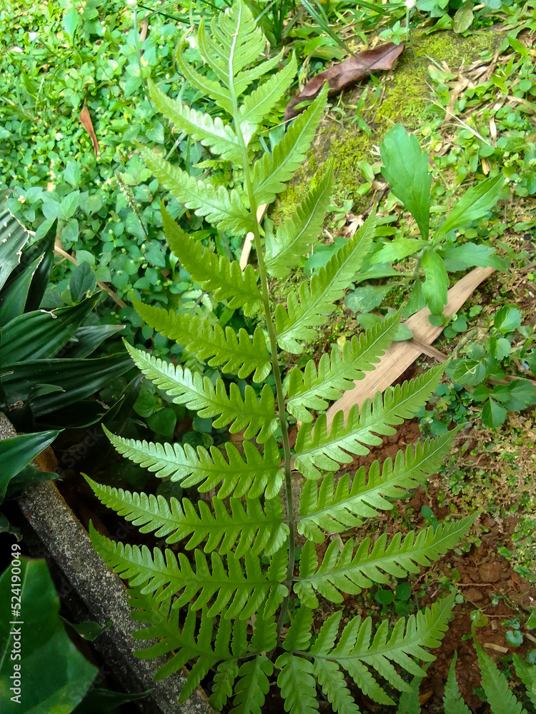ferns growing in summer are very attractive and beautiful ferns growing in summer are very attractive and beautiful