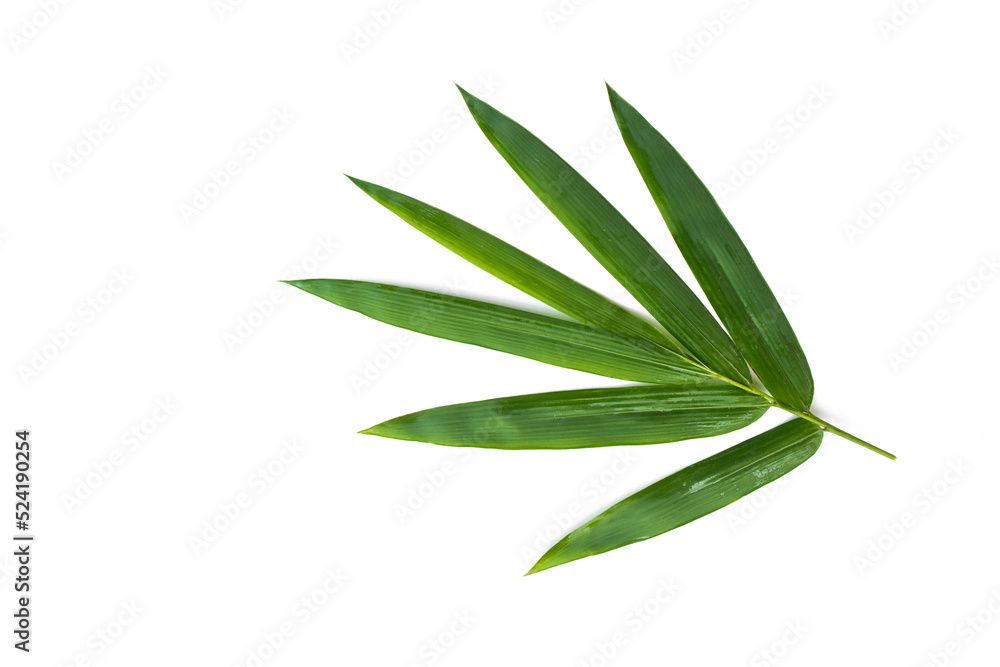Bambusoideae leaf isolated on white background.tropical leaves, herbs