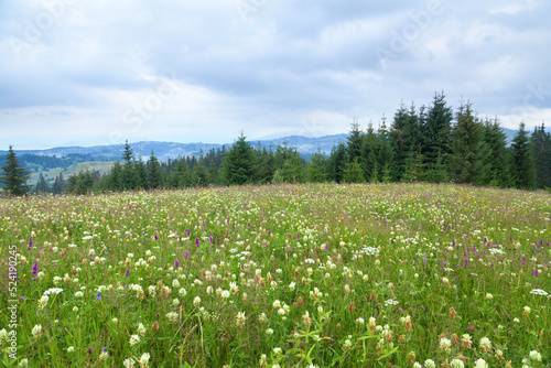 Green meadow with white clover flowers near spruce forest, mountains on the background, dark sky. Ukraine, Carpathians.