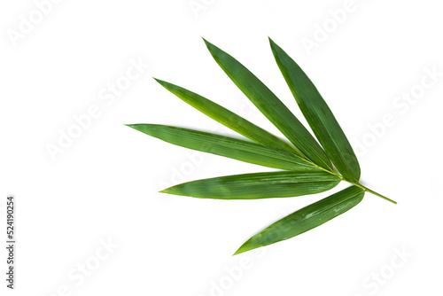 Fototapeta Naklejka Na Ścianę i Meble -  Bambusoideae leaf isolated on white background.tropical leaves, herbs