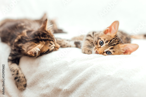 Two little bengal kittens sleeping on the white fury blanket