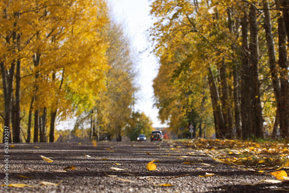 The road in autumn
