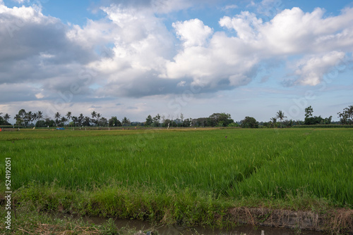 rice farm scenery with blue sky in the afternoon