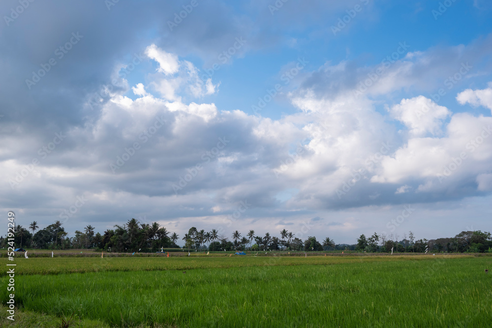 rice farm scenery with blue sky in the afternoon