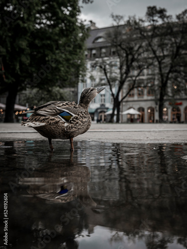 ducks in the city