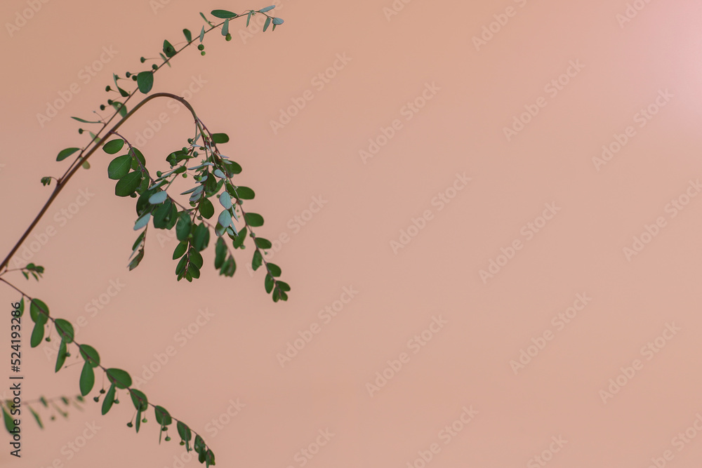 Minimalist plant background. Bright green branch is lying on a pastel background. Modern minimalistic mockup with empty space Minimalist plant background. Bright green branch is lying on a pastel background. Modern minimalistic mockup with empty space