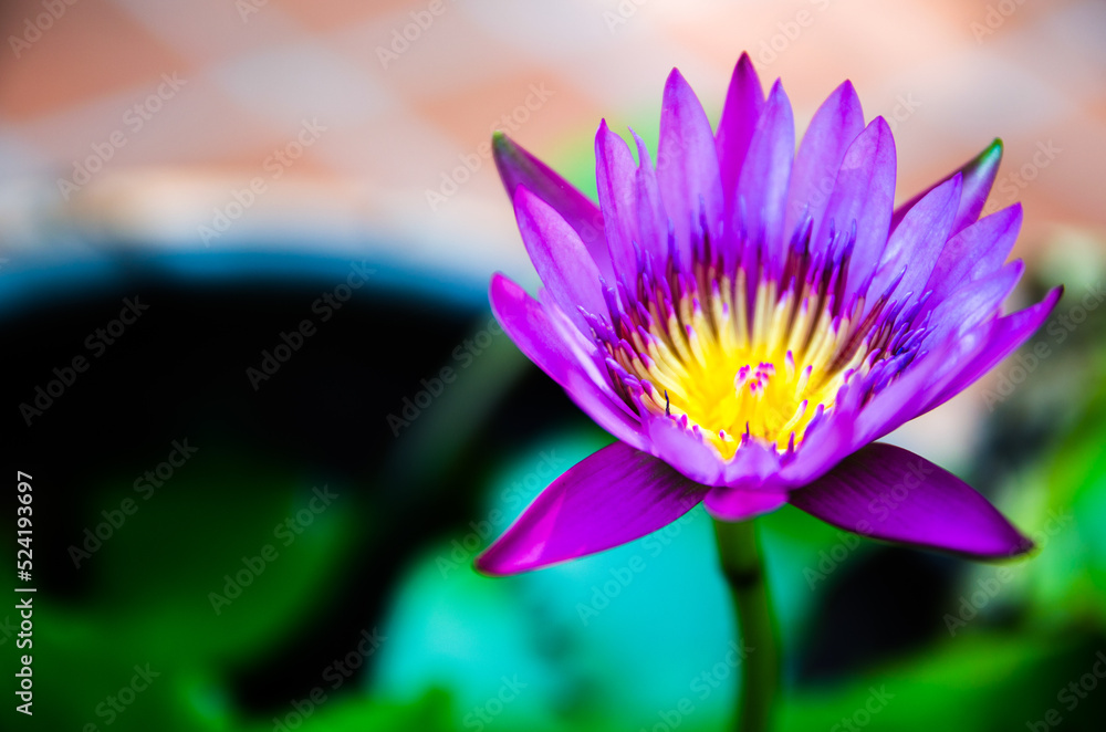 Close up Pink lotus on the pond. Close up Pink lotus on the pond.