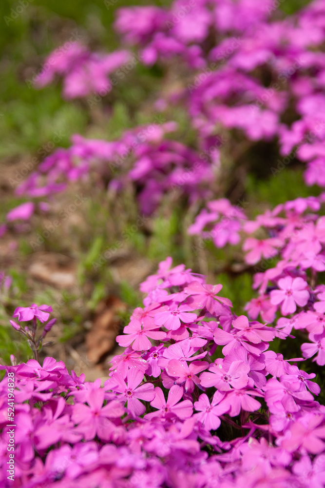 Obraz premium 羊山公園 芝桜