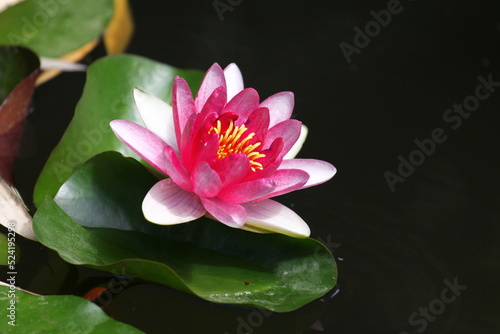 Lotus Flowers