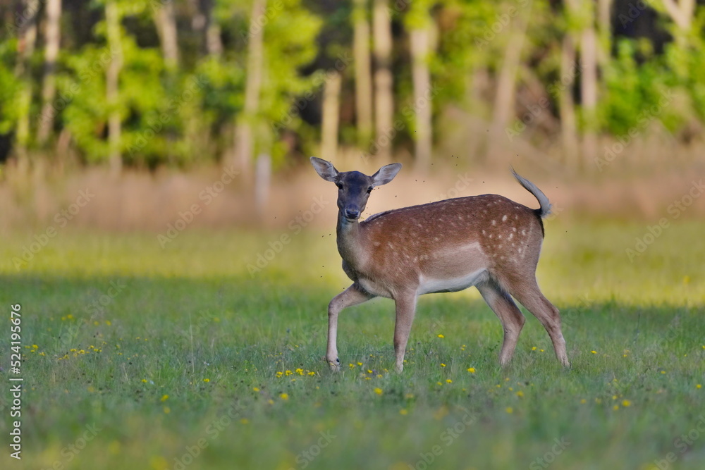 European fallow deer female standing on the meadow. Portrait of a deer in the evening light. European fallow deer female standing on the meadow. Portrait of a deer in the evening light.