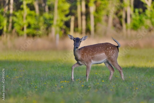 European fallow deer female standing on the meadow. Portrait of a deer in the evening light.
