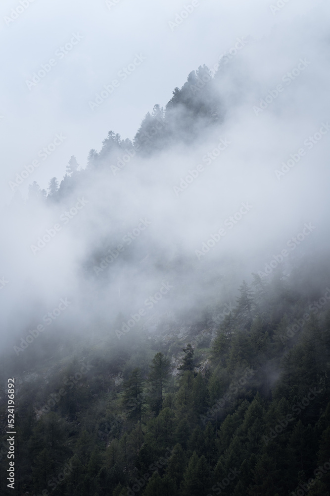 Clouds drifting over the forest after rain showers in the Swiss mountains.