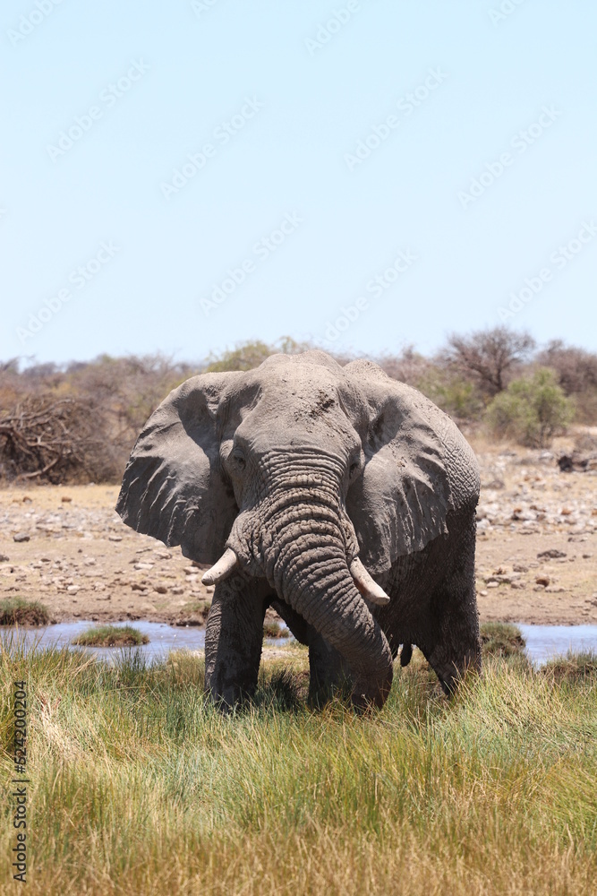 Fototapeta premium Africa safari wildlife