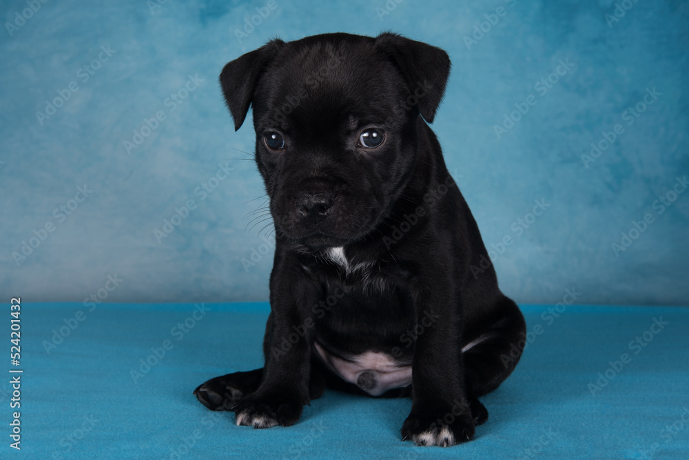 Black male American Staffordshire Bull Terrier dog or AmStaff puppy on blue background