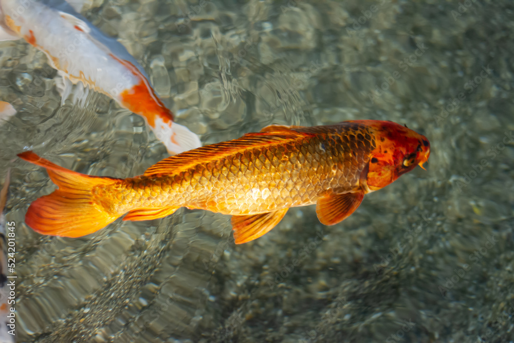 Koi carps swimming underwater in an aquarium