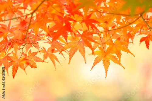 京都、もみじの紅葉