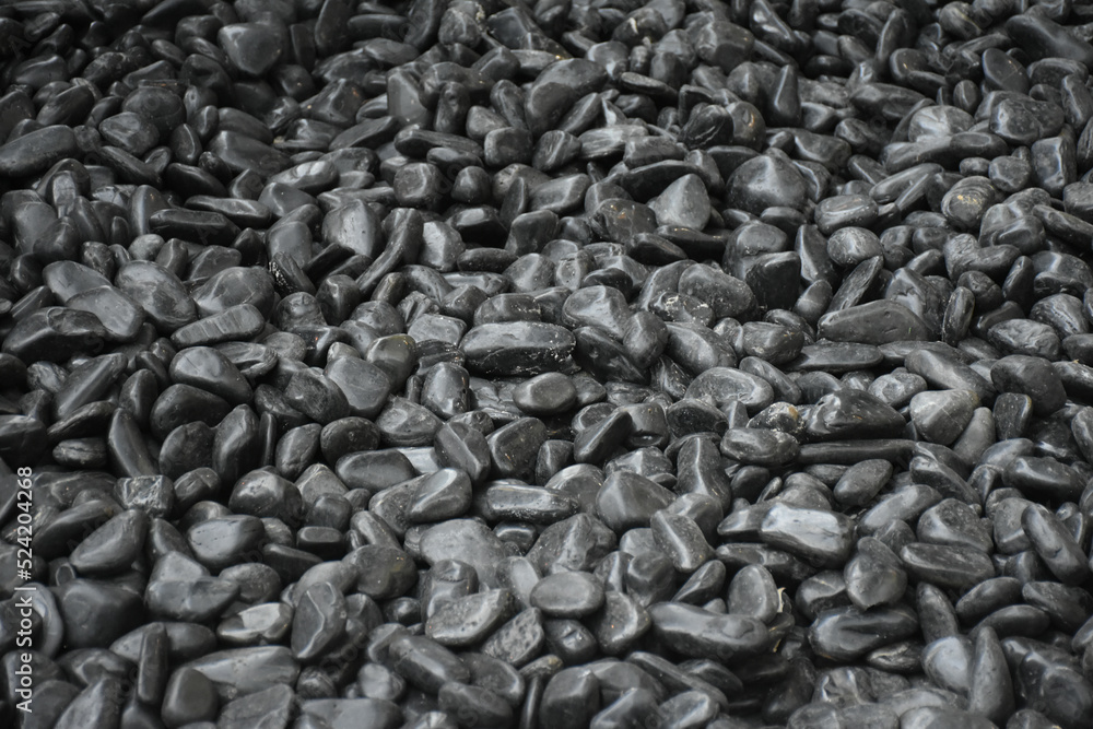 sunflower seed background sunflower seed background
