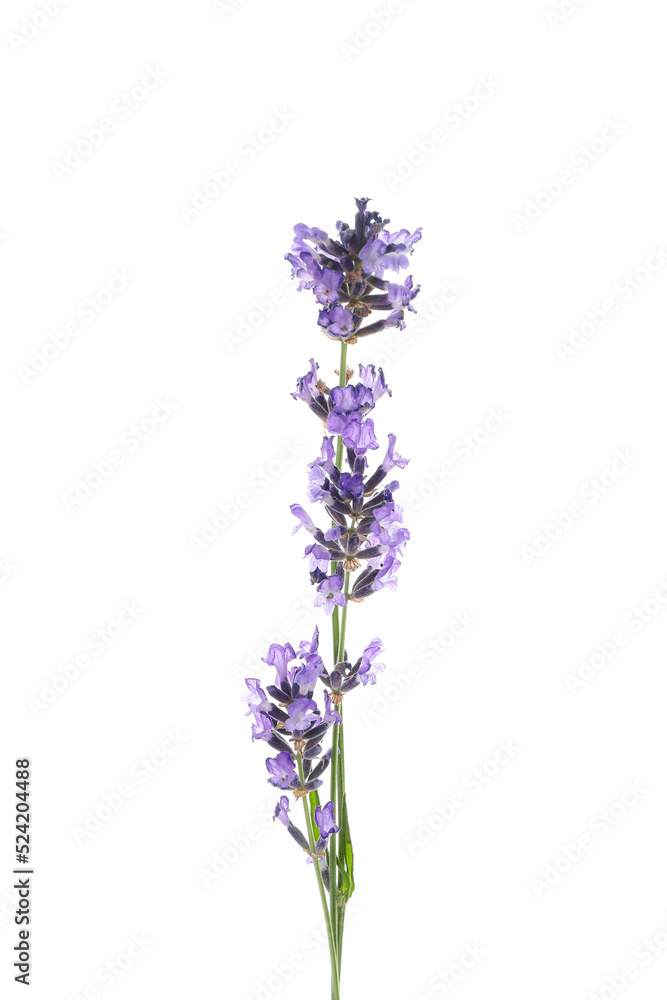 Beautiful lavender flower isolated on white background